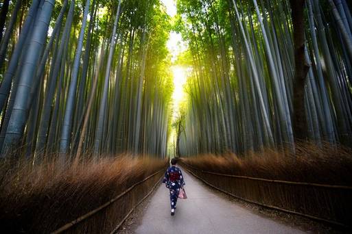 京都嵐山竹林
