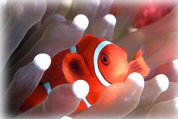 秘境 美娜多5日(包機)