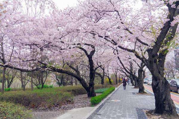 【首爾櫻花戀】二晚市區.汝矣島櫻花大道.愛寶樂園花海.單軌列車5日(一站 彩妝) CI162