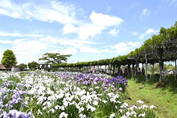 特惠【東京趴趴GO】緣結風鈴、佐原賞花船、川越街、阿美橫、涮涮鍋、輕旅5日