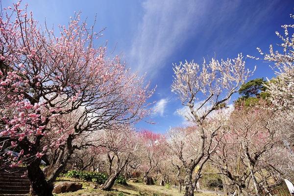 (3休)【東京花放假】迪士尼、梅花祭、橫濱纜車、戲雪盆、採果、螃蟹、溫泉5日
