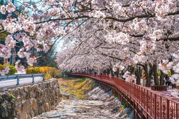 【春櫻戀首爾】最美伊甸櫻花路.樂天塔石村湖.晨靜樹木園.良才川秘境5日(一站彩妝) BR170