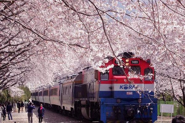 【鎮海櫻花戀】余佐川羅曼史橋 、巨濟島海上花園、海洋列車、不進保肝5日(7C6152/6151)