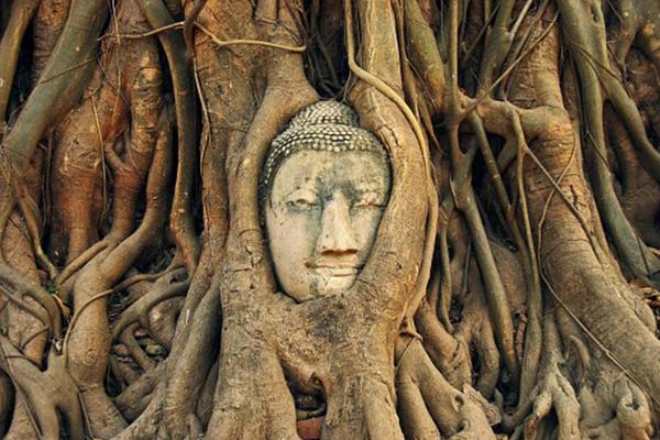 【曼谷大城】獅子野生動物園、長尾船看象、LV博物館 5日