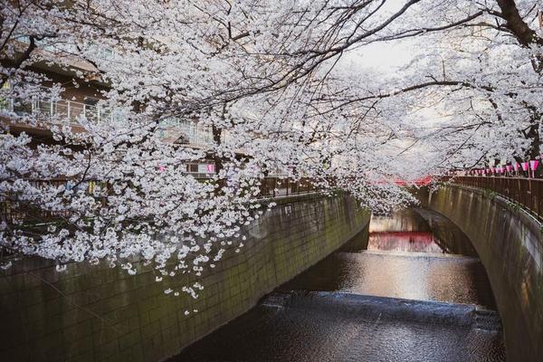 精選｜五星東京賞櫻～目黑川隧道．小田原城．敘敘苑燒肉．MOA美術館5日