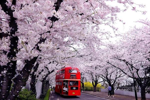【鎮海櫻紛飛】大邱樂園星光夜櫻、峨洋橋櫻花路、跑跑卡丁車、美食饗宴5日(一站彩妝)