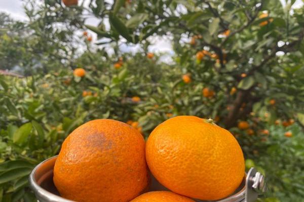 回程加贈行李10公斤【濟州採橘體驗】超萌笑笑羊&史努比、韓服體驗、城山日出峰、汗蒸幕5日(二站人蔘.彩妝)