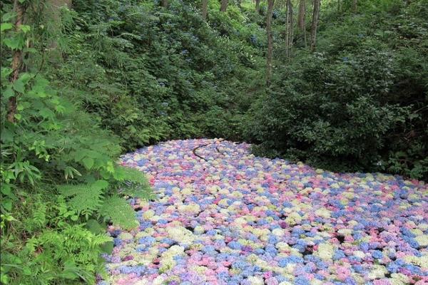 【限時限量】陸奧繡球花、季節採果、奧入瀨溪、銀山立石寺、東北初夏花5日/BR118+117●