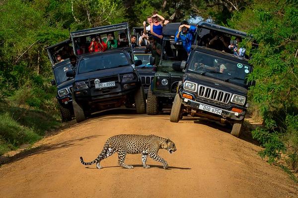 【斯里蘭卡9日】全程五星、高山火車、獅子岩、野生國家公園吉普車冒險