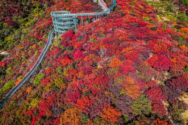金秋山東賞楓品蟹、千年雙古城、青島航拍八日【升等青島美高梅酒店兩晚】