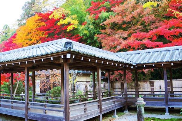 【典藏關西】紅葉三都‧大阪五星飯店‧永觀堂‧螃蟹神戶牛吃到飽5日