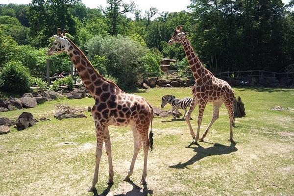 泰享玩曼芭～大城獅子王動物園、鄭王廟泰服體驗、彩虹沙灘水上活動六日