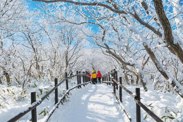 【玩瘋濟州】銀色漢拏山、萌可愛羊駝、繽紛瑞士村、海景咖啡、山君不離5日