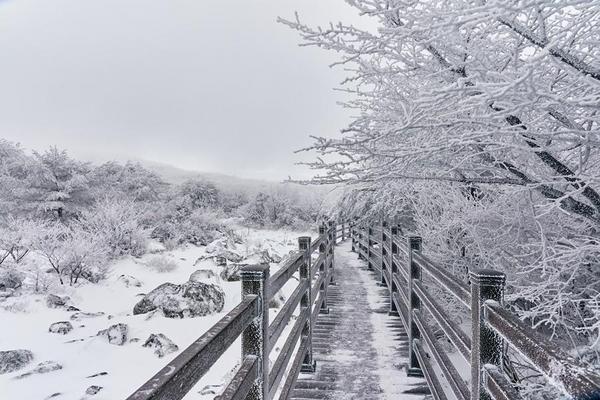 【玩瘋濟州】漢拏山風情、萌可愛羊駝、繽紛瑞士村、海景咖啡、山君不離5日(二站人蔘.彩妝)