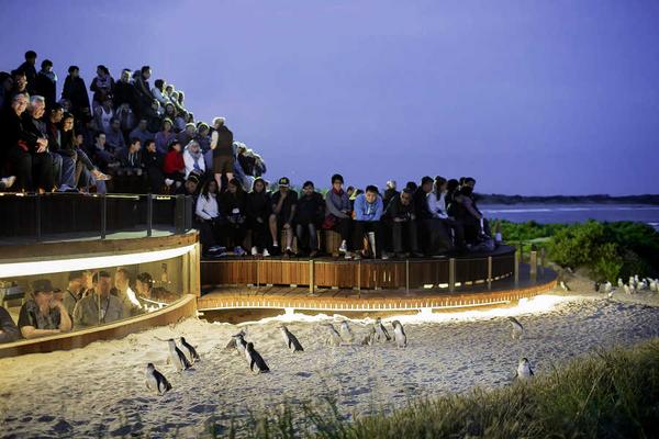 【驚奇墨爾本】絕美大洋路 威勒比開放式動物園 蒸汽火車 企鵝歸巢七日
