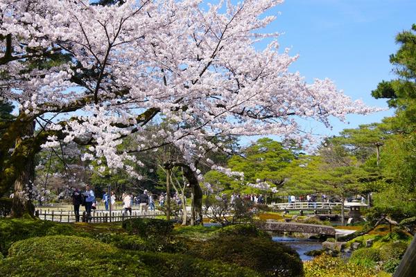 【限時限量星宇】名古屋百選賞櫻、白川鄉合掌村、饅魚飯三味、花見美景5日