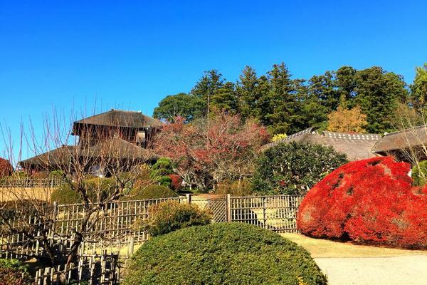 【相伴小江戶】茨城偕樂園、大涌谷、白鳥號、阿美橫町、大佛電梯、溫泉6日