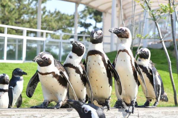 限時限量親子遊九州5日●神話高千穗 、動物園水族館 、溫泉品蟹(中華CI110/111)