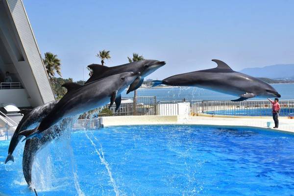 限時限量親子遊九州5日●神話高千穗 、動物園水族館 、溫泉品蟹(中華CI110/111)