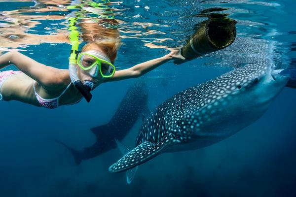 【星宇】玩瘋宿霧資生堂島(SUP立槳+沙丁魚)、歐斯陸鯨鯊5日-晚晚