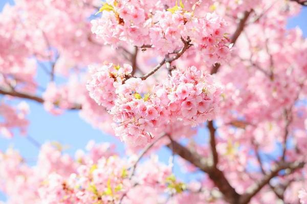 精選｜東京橫濱～伊豆河津櫻X熱海梅花～抹茶山纜車．美術館．溫泉採果5日