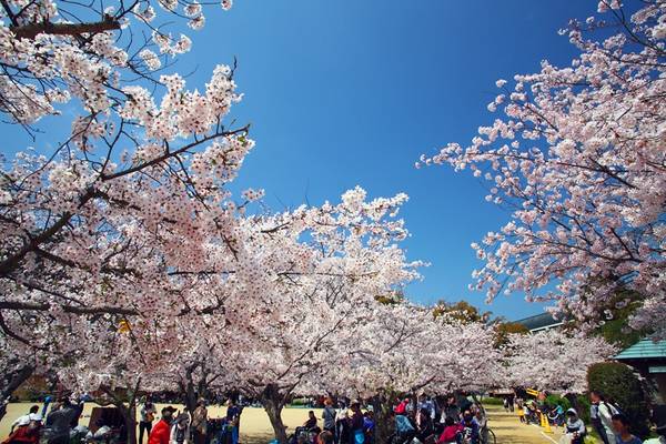 【花見四國高松】百選溫泉兩晚．小豆島．大步危遊船．道後溫泉５日