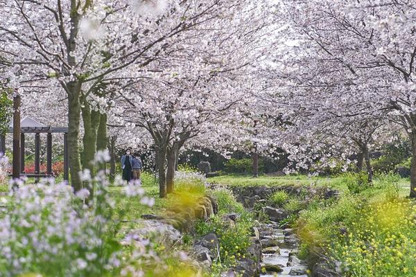 【濟州賞櫻】典農路&猊來生態公園.史努比.小熊軟糖樂園.升等市區5日(不進人蔘.保肝)