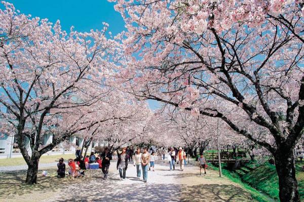 【精選四國櫻】春光櫻爛漫‧百選名所‧現採草莓‧保住三溫泉‧愛媛四國5日/BR110+109