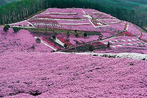 【典藏北國之芝櫻鶴雅】繽紛芝櫻、鬱金花海、海豹中心、和牛螃蟹、道東五日-BR116