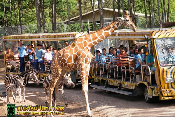 【泰獅航空】清邁FUN鬆遊~森林美學莊園、 夜間動物園、米推美食五日