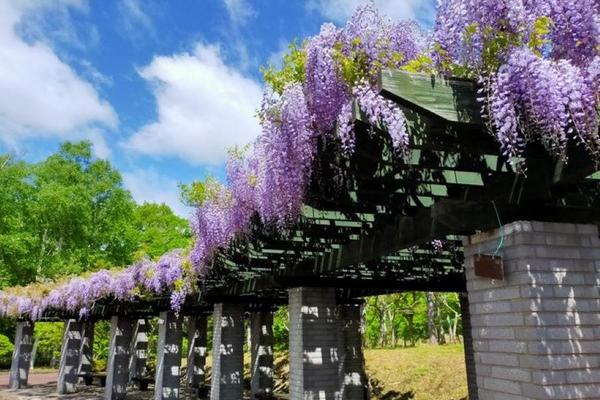 【精選北海道‧紫藤粉蝶賞】五稜郭藤棚、百合原列車、保宿海與燈五日遊-BR116