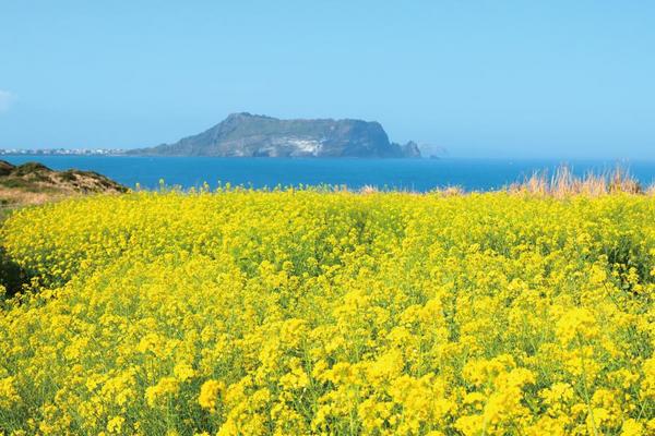 濟州賞櫻送小費~漫步夜櫻鹿山路隧道.猊來公園.韓服遊古宮.油菜花田5日(一站彩妝.虎航)