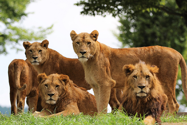 【端午三連休】【升等別府杉乃井】【九州野生動物園】海之卵水族館、湯布院、熊本城、海鮮市場、柳川扁舟5日