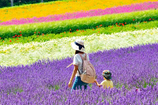 【限時限量北國花田】富田農場、函館夜景、海洋公園、享三大蟹、雙溫泉五日-BR166