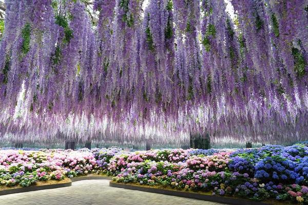 【珍愛長榮】花香秋海棠鳥園、變裝遊古宮、小法國村、明洞好好逛4日(不進保肝)