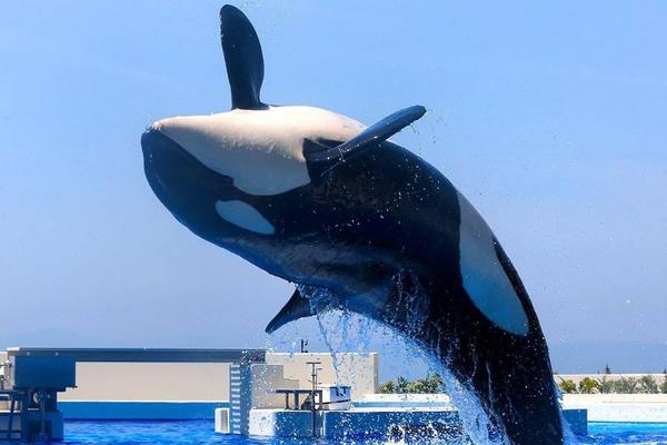 【精選關西】生田神社‧神戶大倉‧須磨海洋世界‧竹田城‧螃蟹和牛溫泉5日