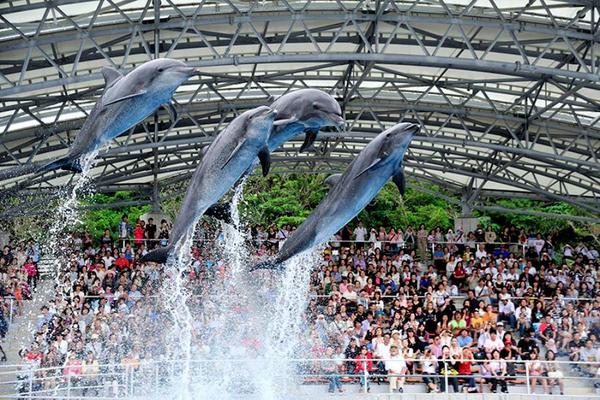 台中出發【限量出清】美麗海水族館、古宇利島、阿古豬料理、半自由行四日