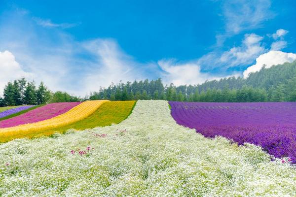 【限時限量富良野】悠遊花田、旭山動物、浪漫小樽、品三大蟹、札幌飯店升等-BR166