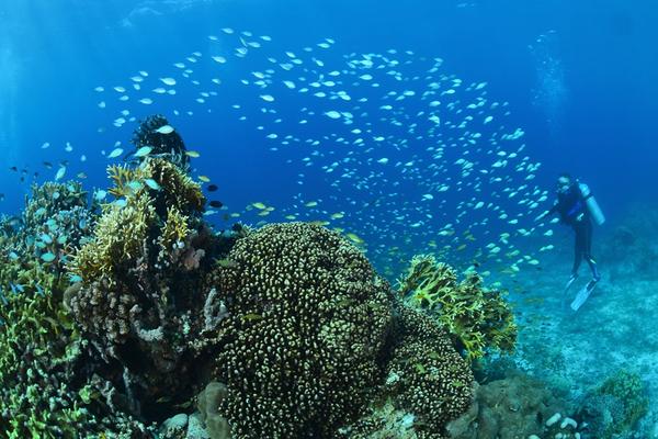 【皇家航空】潛進薄荷島.海洋博覽會5日