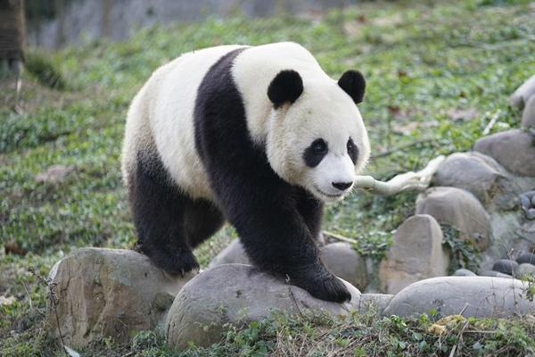 (限一團第二人省2千)【夏艷諾富特】愛寶樂園、三岳山纜車、湖光山色下午茶、南怡島、復古電動車、景福宮韓服、塗鴉秀、大型超市5日-BR早早