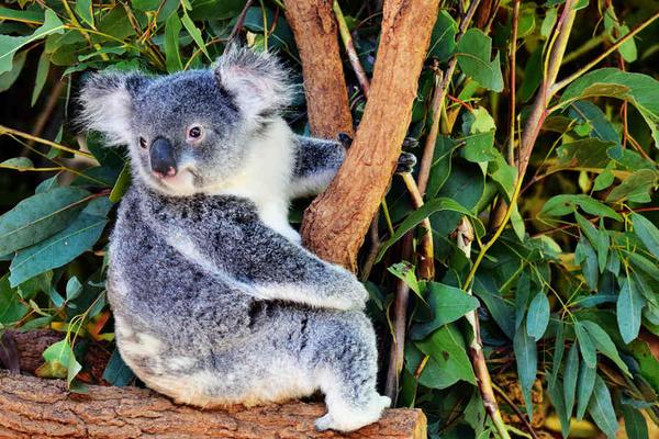 【春節】絕美雪梨~雪梨塔旋轉餐廳、無尾熊合照、水族館、港灣遊船7天