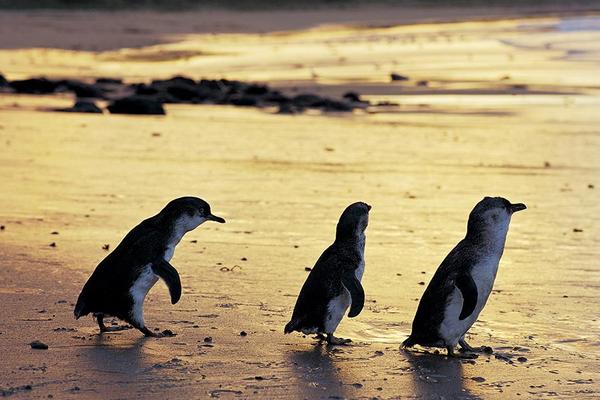 【金馬迎春】澳洲墨爾本小企鵝夜歸巢、大洋路、蒸氣火車、尤利卡大樓7日