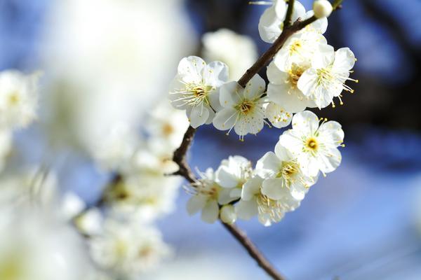 【維京遊輪-伊敦號】初春梅景、花映高知城、懷舊門司港、別府地獄溫泉８天
