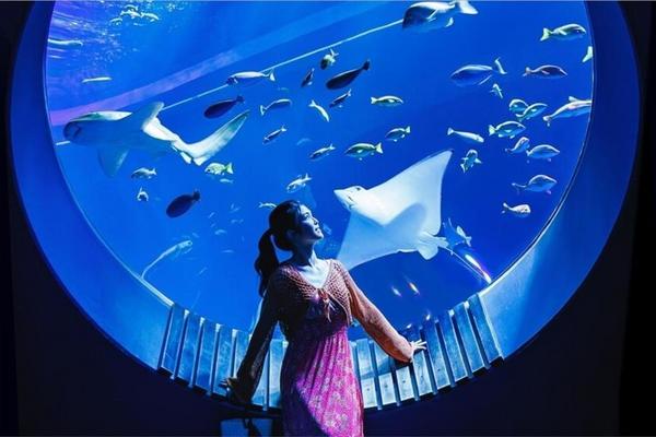 台中出發【童趣沖繩】雙水族館、兒童王國、東南植物園、一晚海濱飯店四日