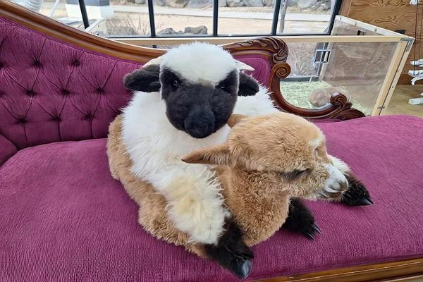 【海藍濟州】 史努比庭園、山茶花之丘、小火車、綠茶博物館、海景咖啡廳、笑笑羊牧場、海水汗蒸幕、漢拏樹木園夜市6日-TW(只走彩妝)