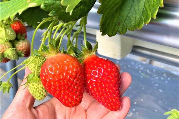 韓國親子爆玩~滑雪採草莓.愛寶樂園雪盆.愛妓峰.韓服體驗.升等市區5日(只進彩妝)