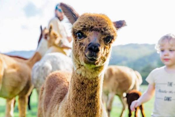 【野性澳洲】考拉奔農莊尋袋鼠.羊駝牧場.農莊無尾熊.雨林天空步道7日