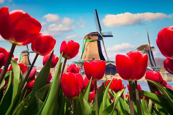 花賞荷比法～藝術雙宮、三遊船、庫肯霍夫花園、梵谷森林、起司市集10日