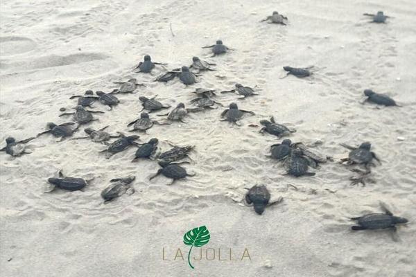 【星宇】菲趣雙城馬尼拉/克拉克5日