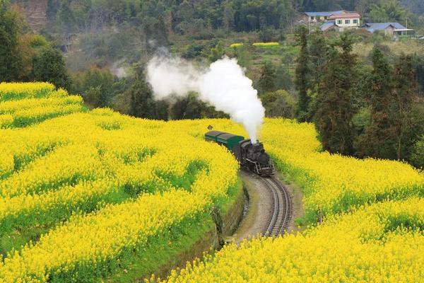 【九寨春迎】九寨溝、油菜花小火車、樂山大佛、鶴鳴茶社三排椅悅椿8日